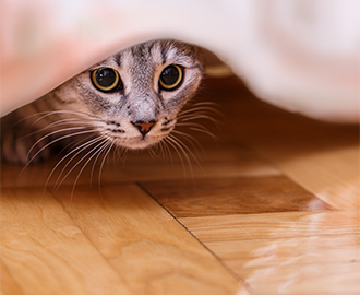 Chat effrayé par les feux d'artifice